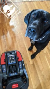 Britax B-Safe Gen2 with review dog